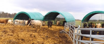 Покрив за едър рогат добитък, размер 6 х 6 m